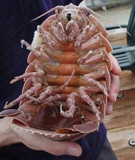 deep sea animal1 deep sea animal1