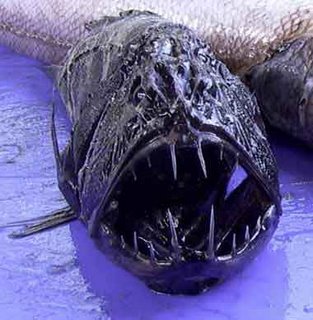 Deep Sea Animal fangtooth fish