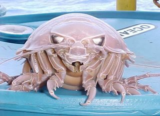 Deep Sea Animal Giant Isopod
