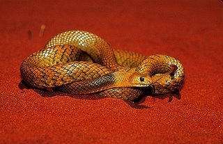 sea snake7 sea snake7