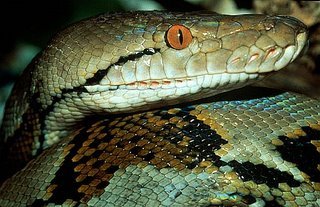 sea snake6 sea snake6