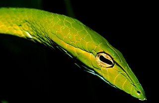 sea snake5 sea snake5