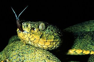 sea snake4 sea snake4