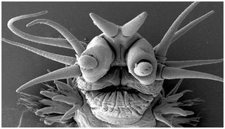 Deep Sea Animal seaworm