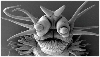 Deep Sea Animal seaworm Deep Sea Animal seaworm